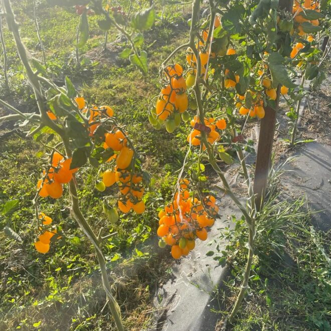 301529421_2153199451519301_2521806023570772275_n